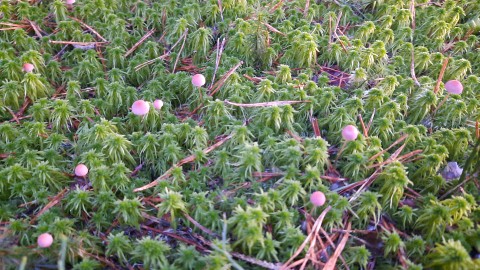 Mycena rosella