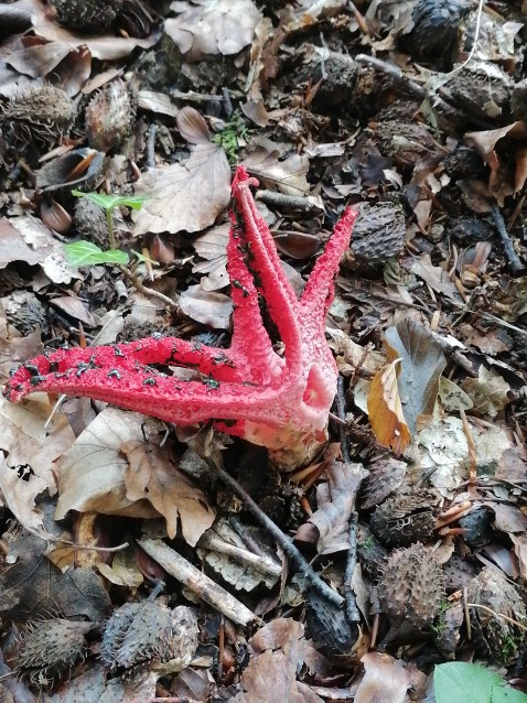 Clathrus archeri