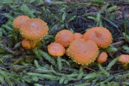 Pholiota flammans