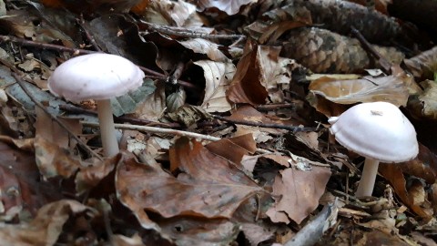 Mycena rosea