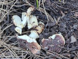 Tricholoma caligatum