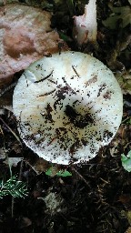 Lactifluus vellereus