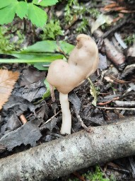 Helvella elastica