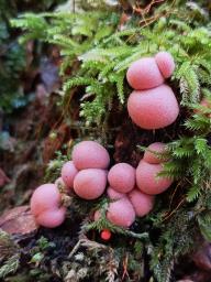 Lycogala epidendrum