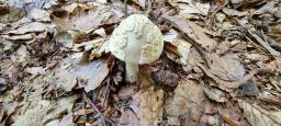 Amanita griseofulva