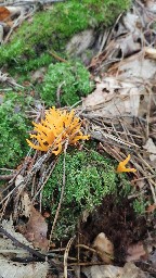 Calocera viscosa