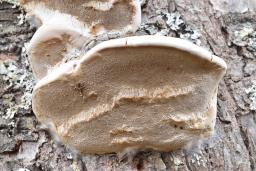 Phellinus pomaceus