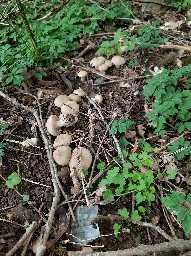 Calocybe gambosa