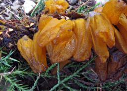 Gymnosporangium sabinae