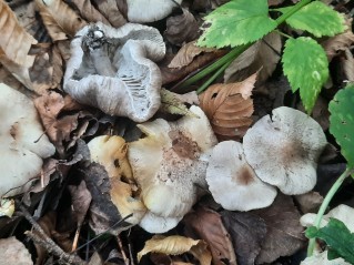 Tricholoma scalpturatum