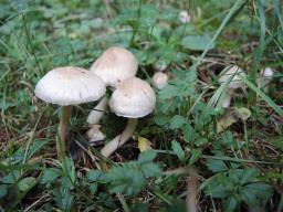 Inocybe sindonia