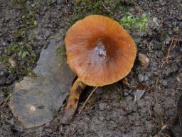 Conocybe brunnea