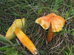 Hygrocybe intermedia