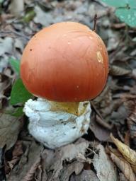 Amanita caesarea