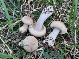 Calocybe gambosa