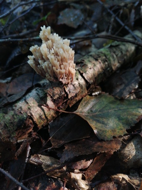 Artomyces pyxidatus