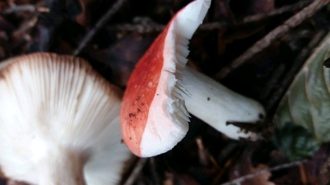 Russula emetica