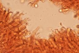 Pseudoporpoloma pes-caprae
