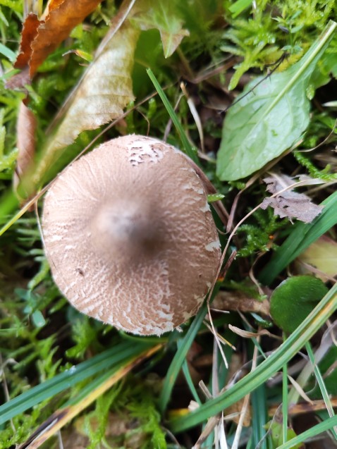 Macrolepiota mastoidea