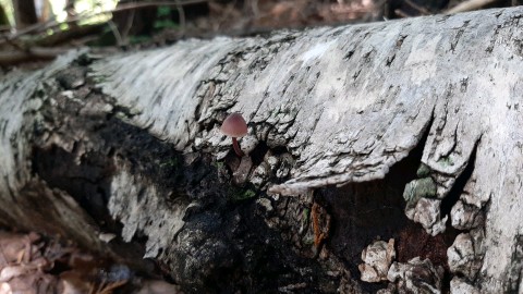 Mycena haematopus