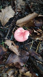 Russula emetica