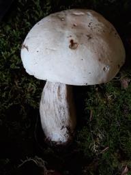 Boletus persoonii