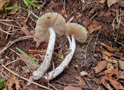 Pseudosperma obsoletum