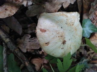 Megacollybia platyphylla