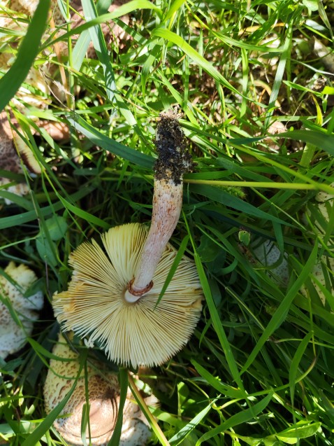Leucoagaricus americanus