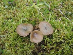 Entoloma incanum