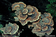 Trametes versicolor