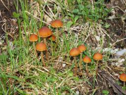 Conocybe nemoralis