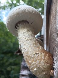 Pholiota populnea