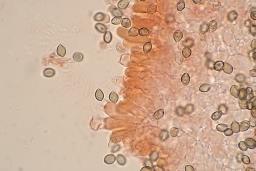 Deconica crobula