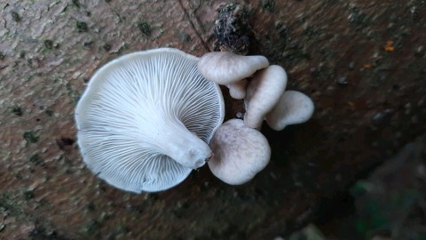 Pleurotus