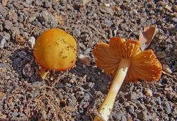 Conocybe tenera