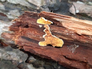 Pseudomerulius aureus