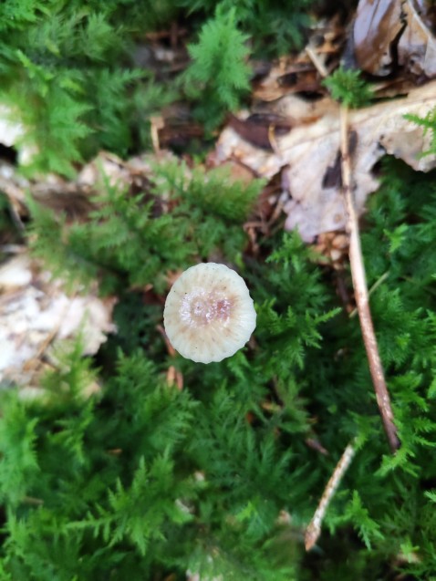 Mycena epipterygia