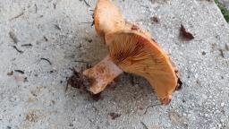 Lactarius deliciosus