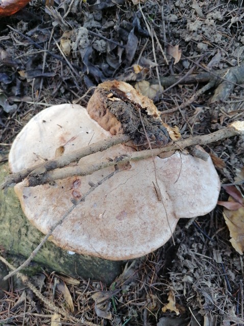 Ganoderma carnosum