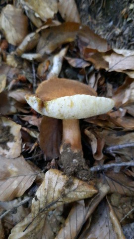 Gyroporus castaneus