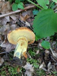 Butyriboletus roseogriseus