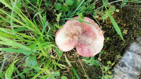 Hygrophorus russula