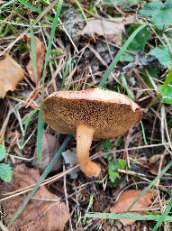 Suillus bovinus