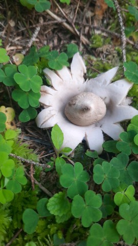 Geastrum fimbriatum