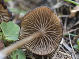 Entoloma xanthochroum