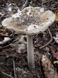 Amanita ceciliae