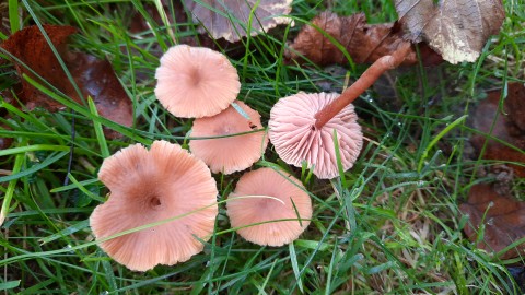 Laccaria laccata