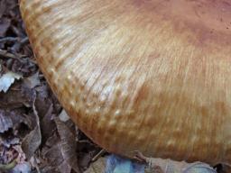 Russula fragrans