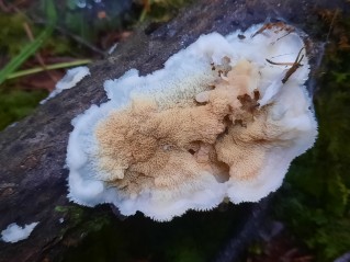 Phlebia tremellosa